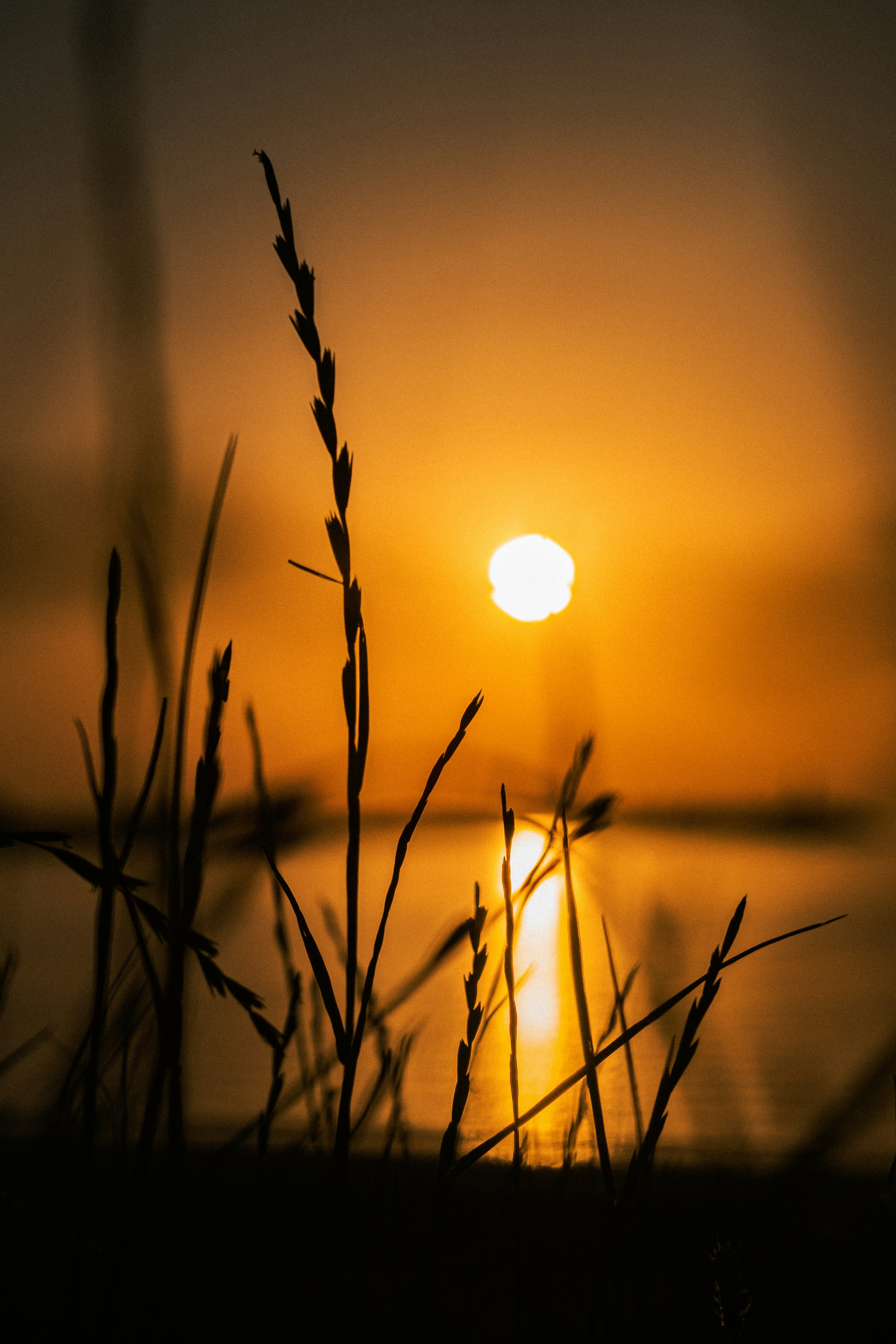 silhouette of grass during sunset